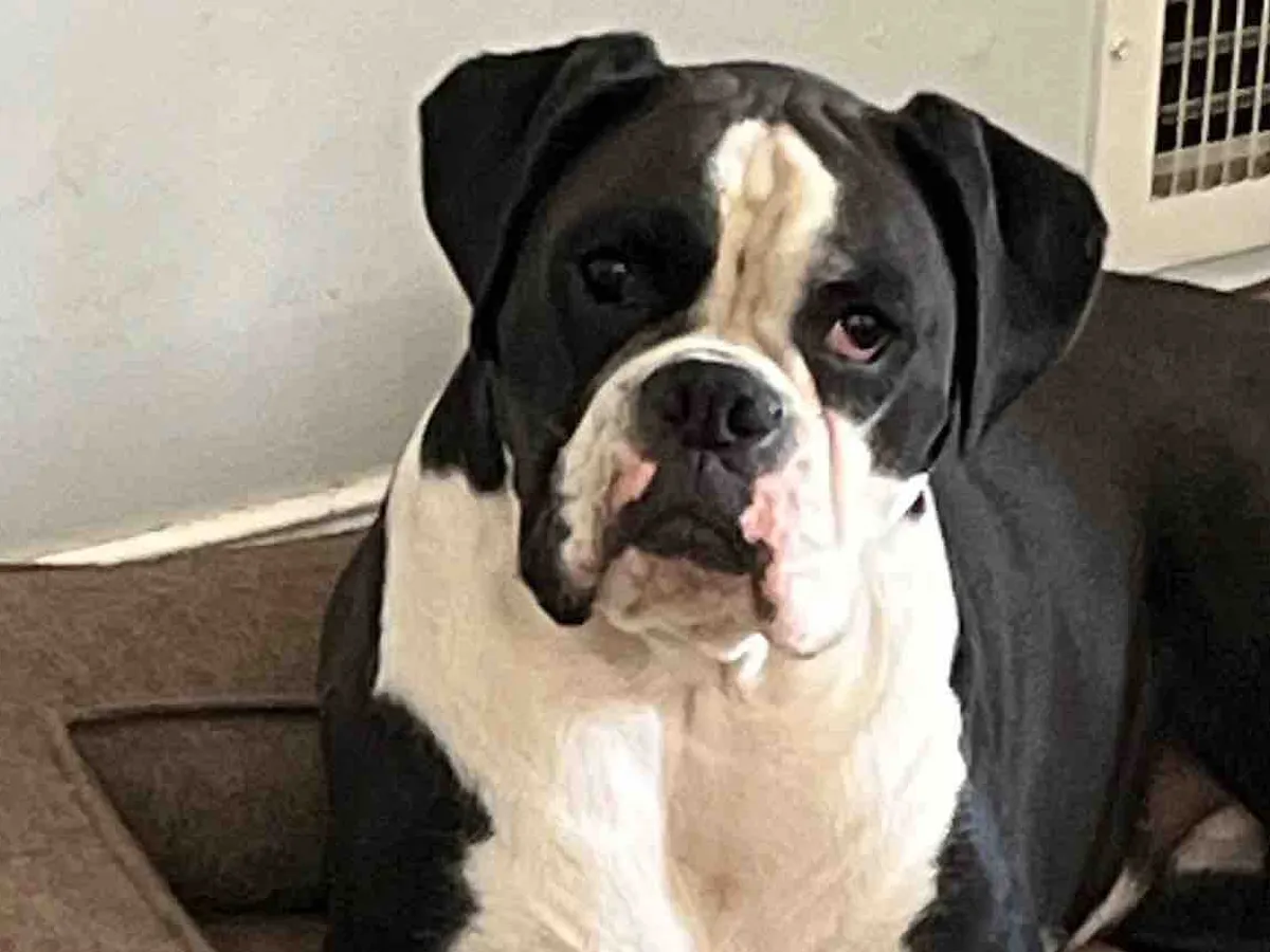 Kimber the Boxer