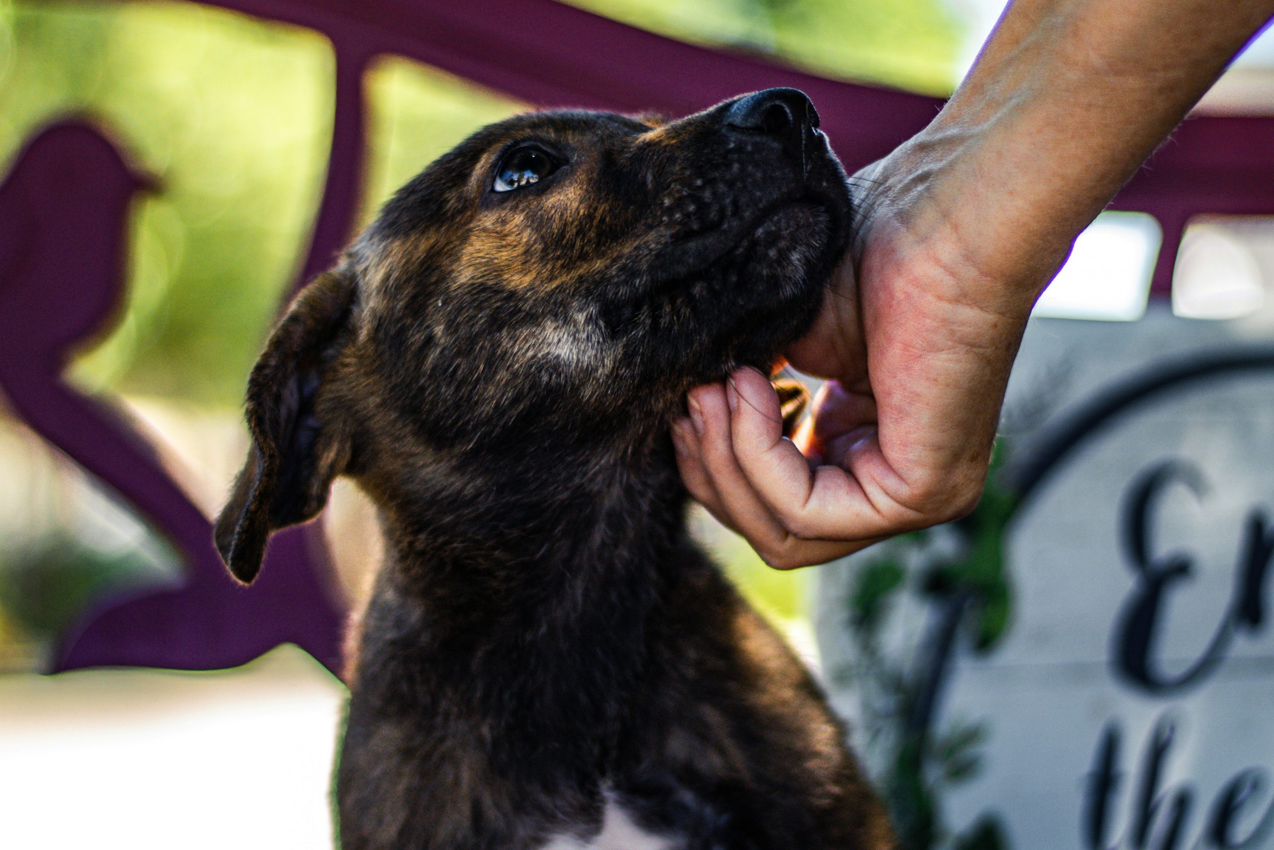 A shelter puppy waiting to be loved