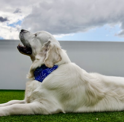 Example tribute photo - golden retriever puppy with ball