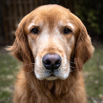 Example tribute photo - golden retriever