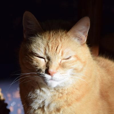 Example tribute photo - orange tabby cat